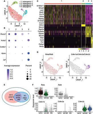 Molecular signatures distinguish senescent cells from inflammatory cells in aged mouse callus stromal cells